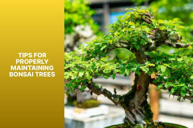 Tips for Properly Maintaining Bonsai Trees - are bonsai trees high maintenance 
