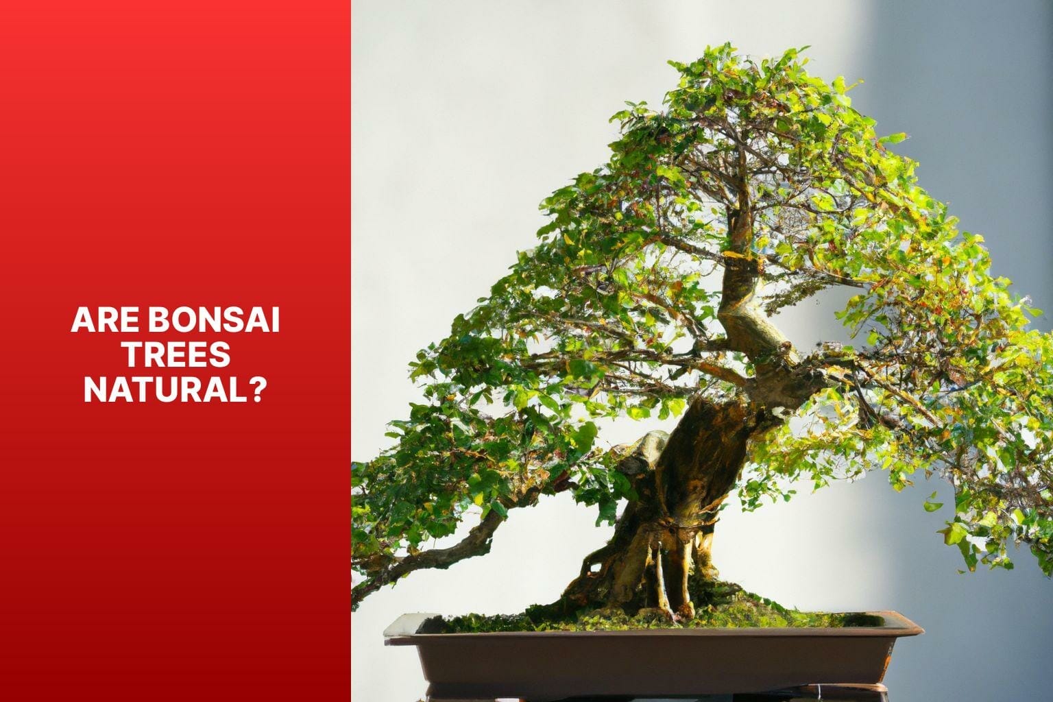 Are Bonsai Trees Natural? - are bonsai trees natural 