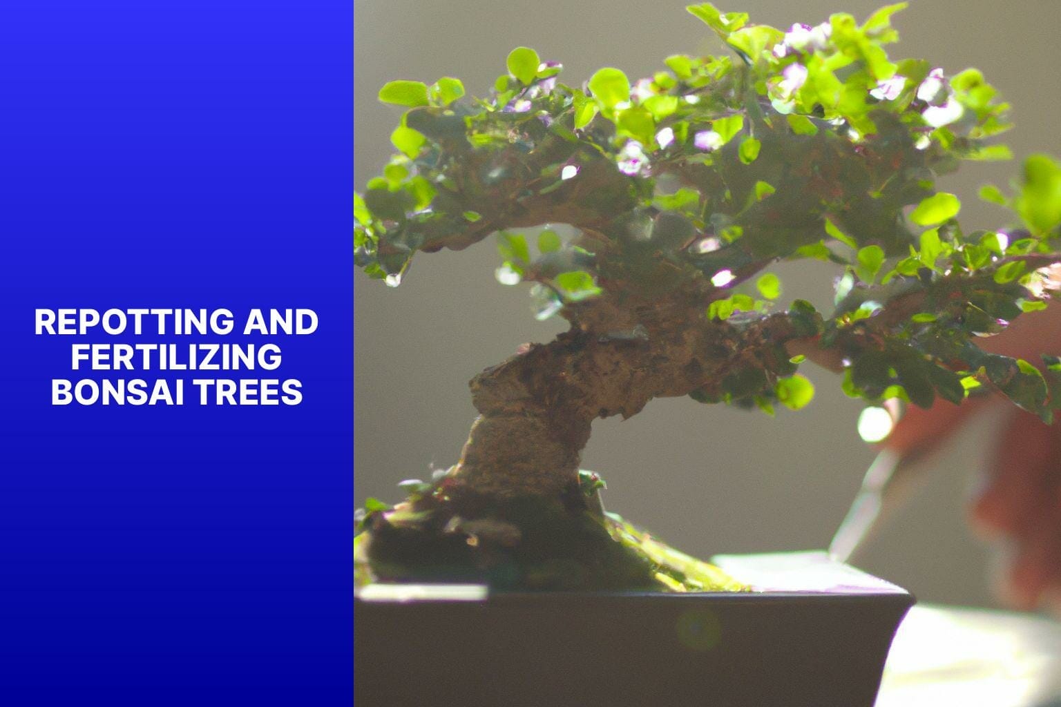 Repotting and Fertilizing Bonsai Trees - bonsai tree how to grow 