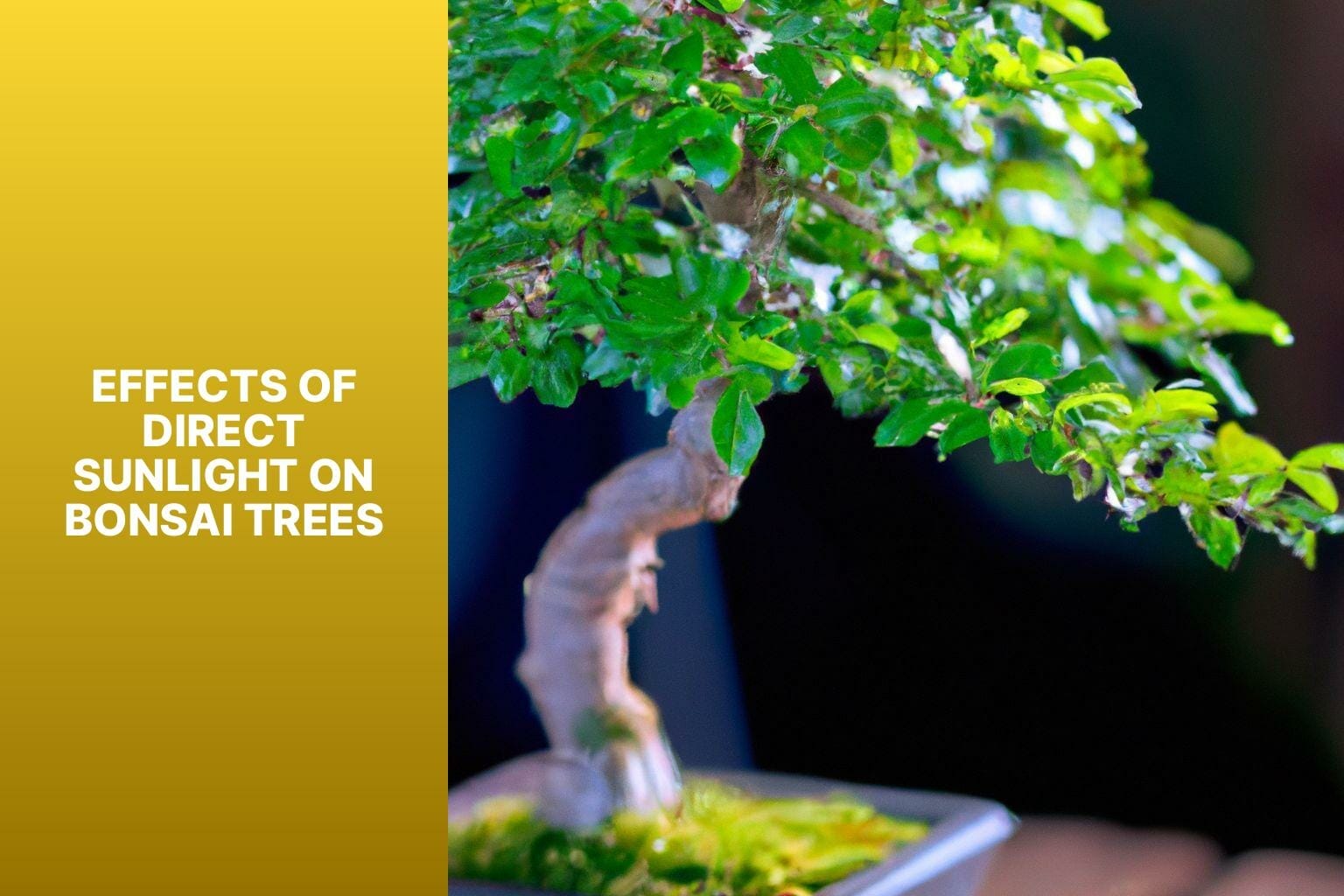 Effects of Direct Sunlight on Bonsai Trees - do bonsai trees need direct sunlight 