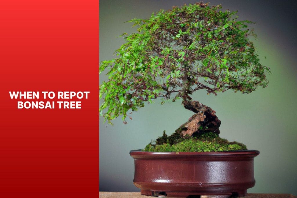 Bonsai Tree Repotting Times