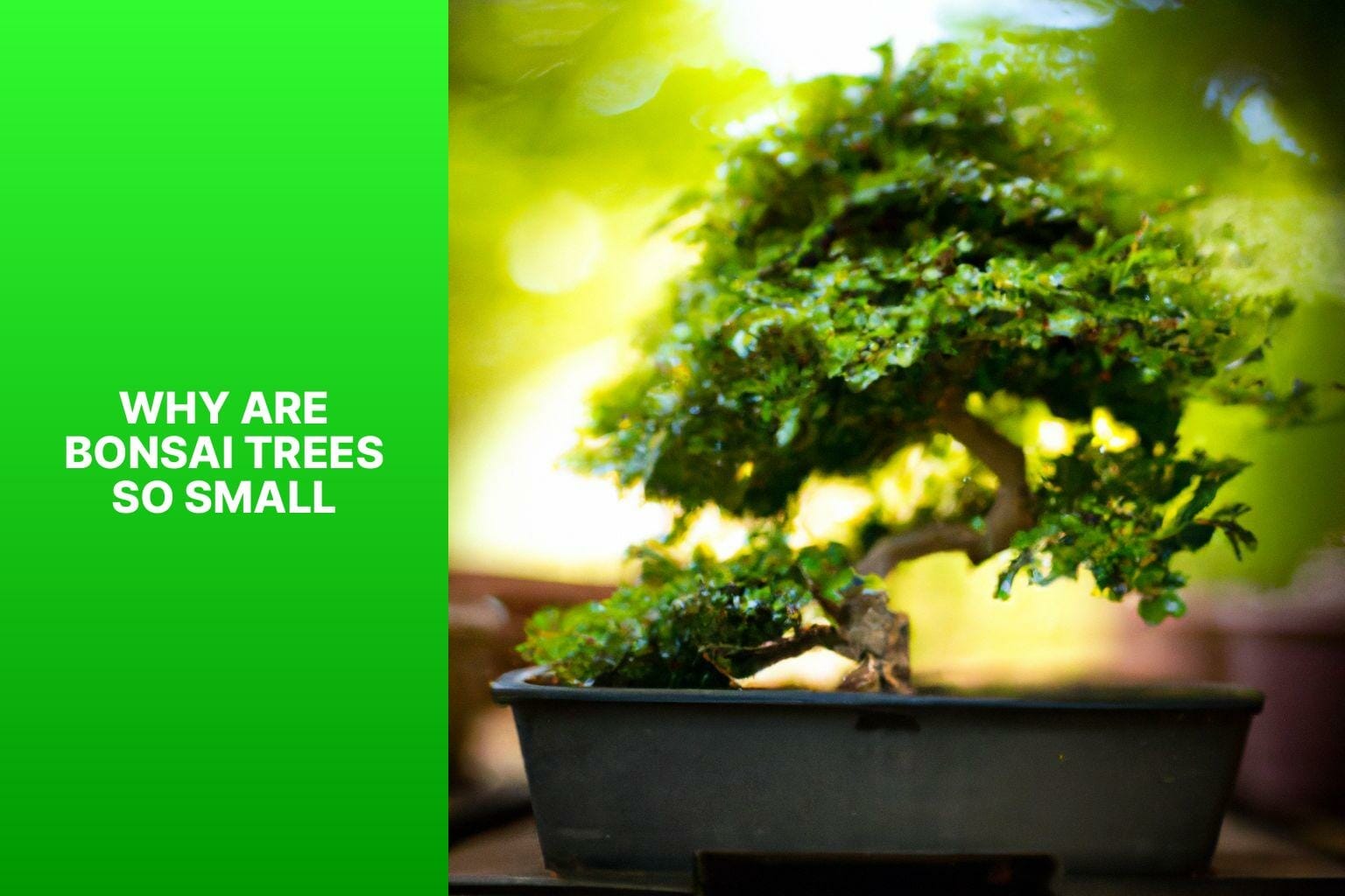 Why Are Bonsai Trees So Small?